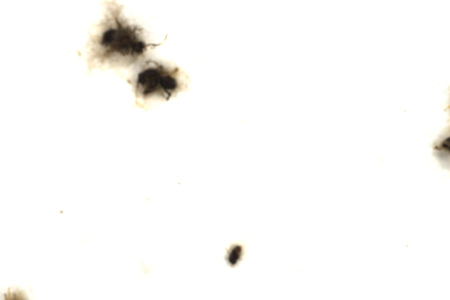 Image 48